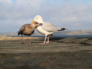 seagull on the beach