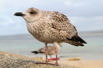 A view of a Herring Gull on the ground