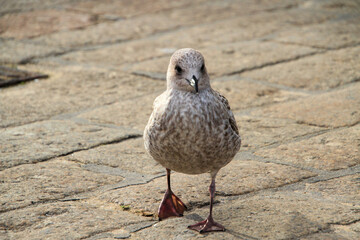 A view of a Herring Gull on the ground