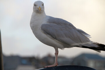 A view of a Herring Gull on the ground