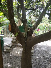 Fototapeta premium iguana