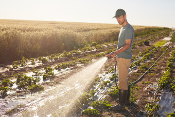 Side view at young male worker watering crops at vegetable plantation outdoors lit by sunlight,...