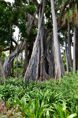 &Aacute;RBOL CON RAICES A&Eacute;REAS