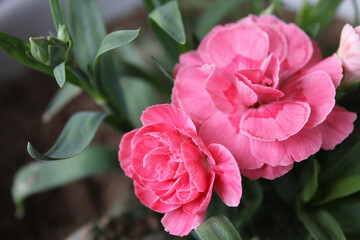 beautiful, pink carnation flower on a green blurred background, can be used as a screensaver on the desktop or for advertising carnation seeds, plant nursery, arranger, flower shop
