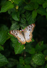 BUTTERFLY RESTING ON FLOWERS