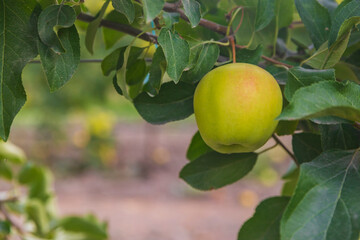 Natural orchard-grown apple. No added pesticides