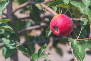 Natural orchard-grown apple. No added pesticides