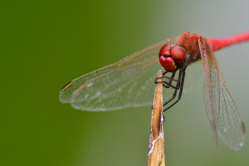 LIBÉLULA
