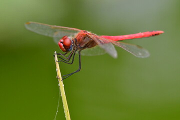 LIBÉLULA