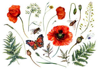 Watercolor Collection of Red Poppies and Meadow Plants - 377985494