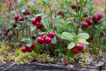 bush lingonberry with leaves and berries close-up