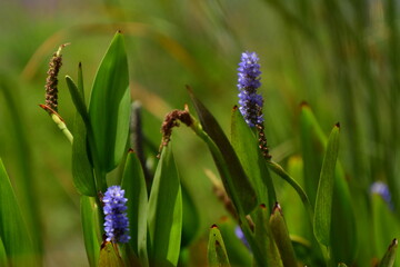 FLOR LILA