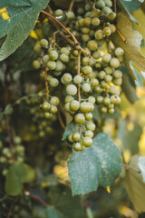 Ripe white grape variety ripe on branch. Harvesting concept, autumn.