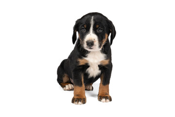 Portrait of a Appenzeller Mountain Sennen Dog pup sitting isolated against a white background