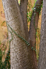 ENREDADERA EN EL TRONCO