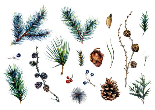 Watercolor Collection Of Conifer Branches And Pinecones