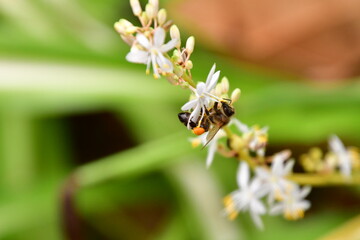 PLANTA CON ABEJA