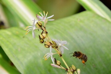 PLANTA CON ABEJA