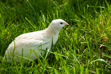 Beautiful quail bird on green grass