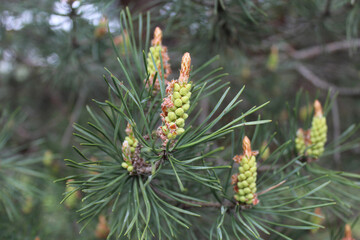 Fototapeta premium green little cones on a spruce branch