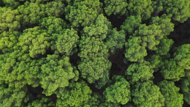Copas Verdes de arboles