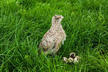 Beautiful quail bird on green grass