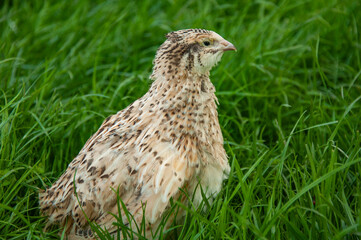 Beautiful quail bird on green grass