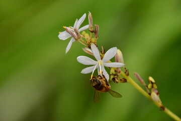 FLOR CON ABEJA