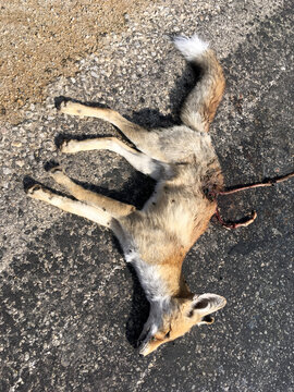 Dead fox hit by a car lay down on the highway.