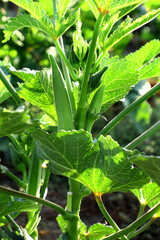 Lady finger plant in farmland