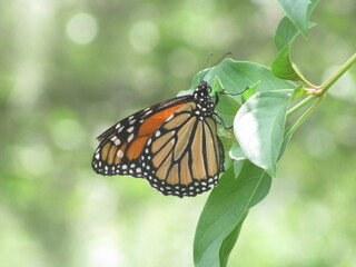 Obraz premium Monarch Butterfly 