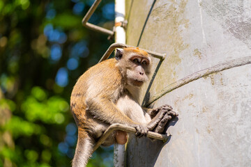 The monkey is sitting on the metal steps of the pipe.