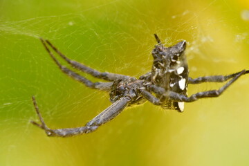 ARAÑA