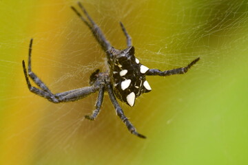 ARAÑA