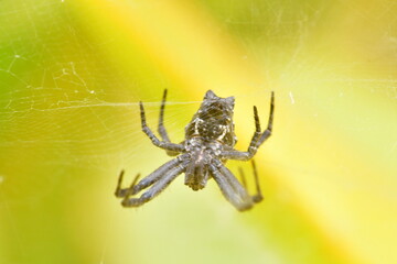 ARAÑA