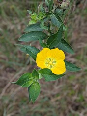 Fototapeta premium Yellow Flower Tree 