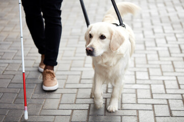 careful guide dog helping blind man in city, disabled guy has best friend gold retriever who help...