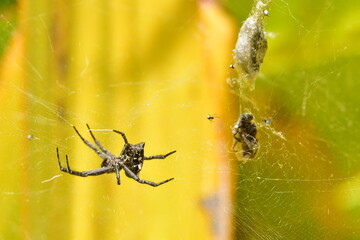 ARAÑA