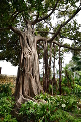 &Aacute;RBOL CON RAICES A&Eacute;REAS