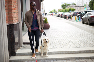 golden retriever assist black afro man, help across city streets, use cane for disabled, walk