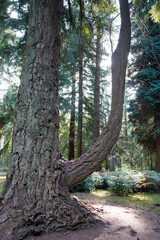 Large sequoia tree in the forest