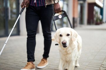 african american disabled man with helpful dog, dark skinned guy walking with friendly dog golden...