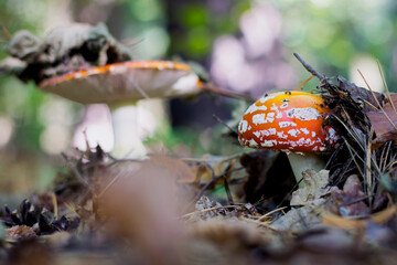 
red fly agarics in leaves of autumn forest