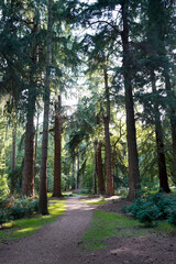 Fototapeta premium Tall trees walk in New Forest