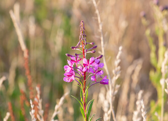 Selective focus shot of blossoming rosebay willowherbs © Kev Kindred/Wirestock