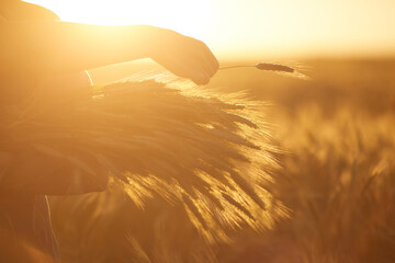 Close up of unrecognizable woman holding wheat while walking across golden field in sunset light, copy space