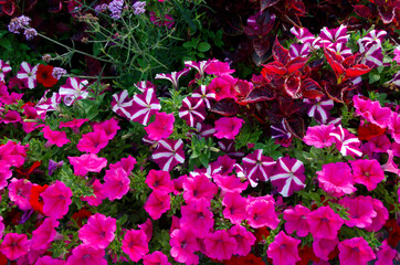 pink and red flowers