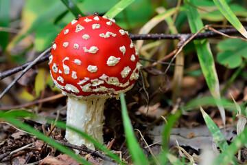 Beautiful red fly agaric in green grass close-up