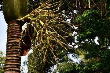 PALMERA