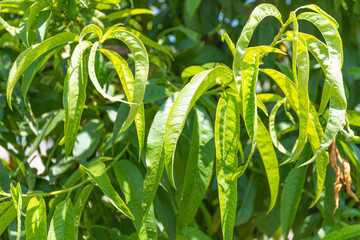 Close up of peach leaves